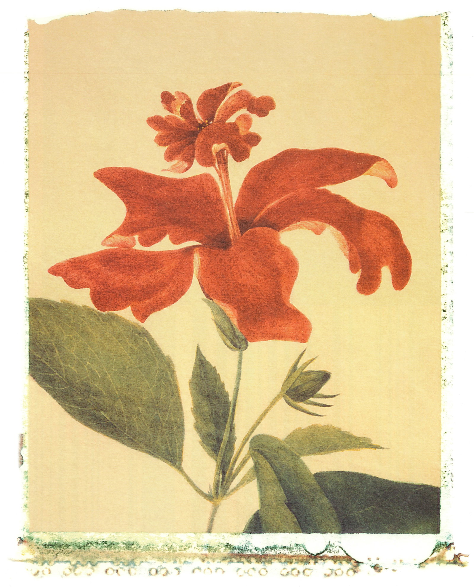 Deborah Schenck - Red Hibiscus - 2005 Offset Lithograph 27.75 x 19.75"" - 2