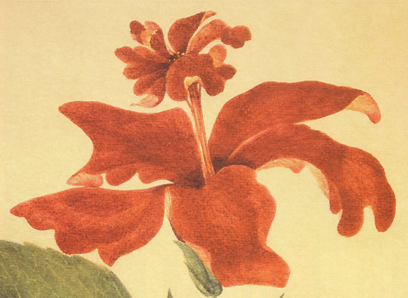 Deborah Schenck - Red Hibiscus - 2005 Offset Lithograph 27.75 x 19.75"" - 3