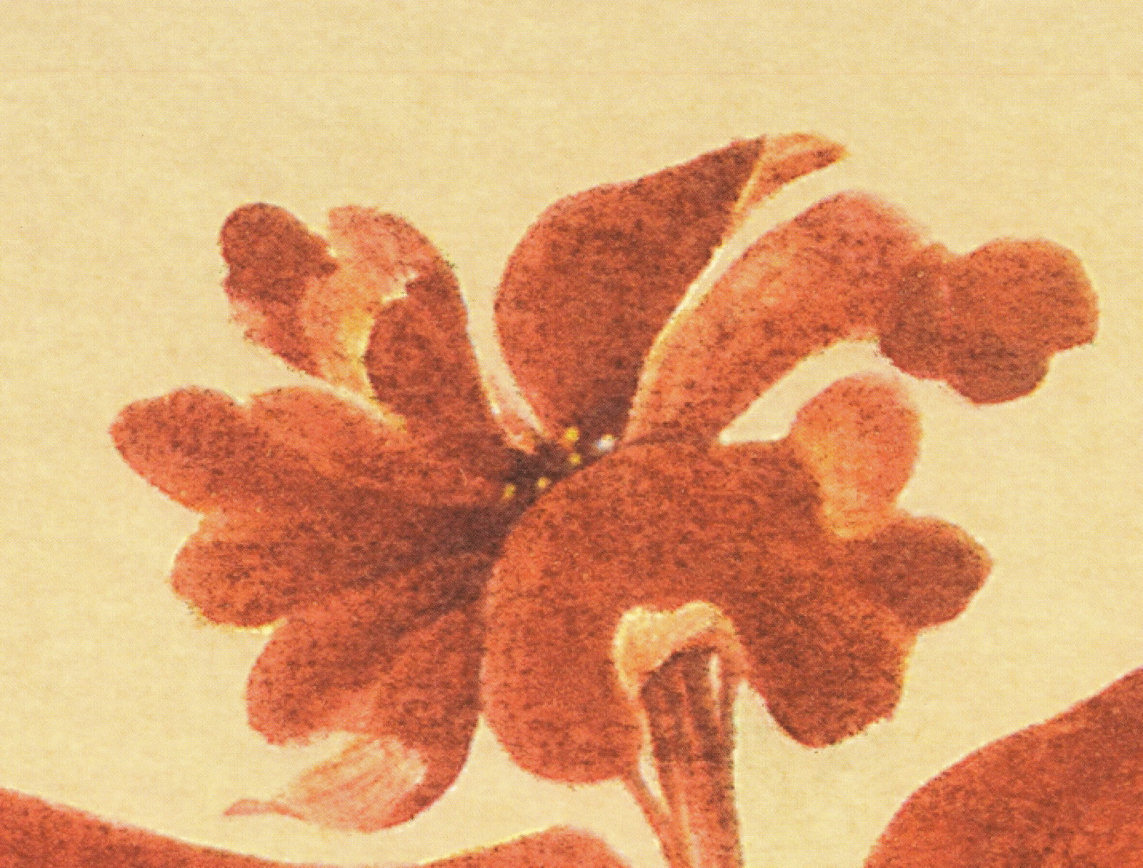 Deborah Schenck - Red Hibiscus - 2005 Offset Lithograph 27.75 x 19.75"" - 5