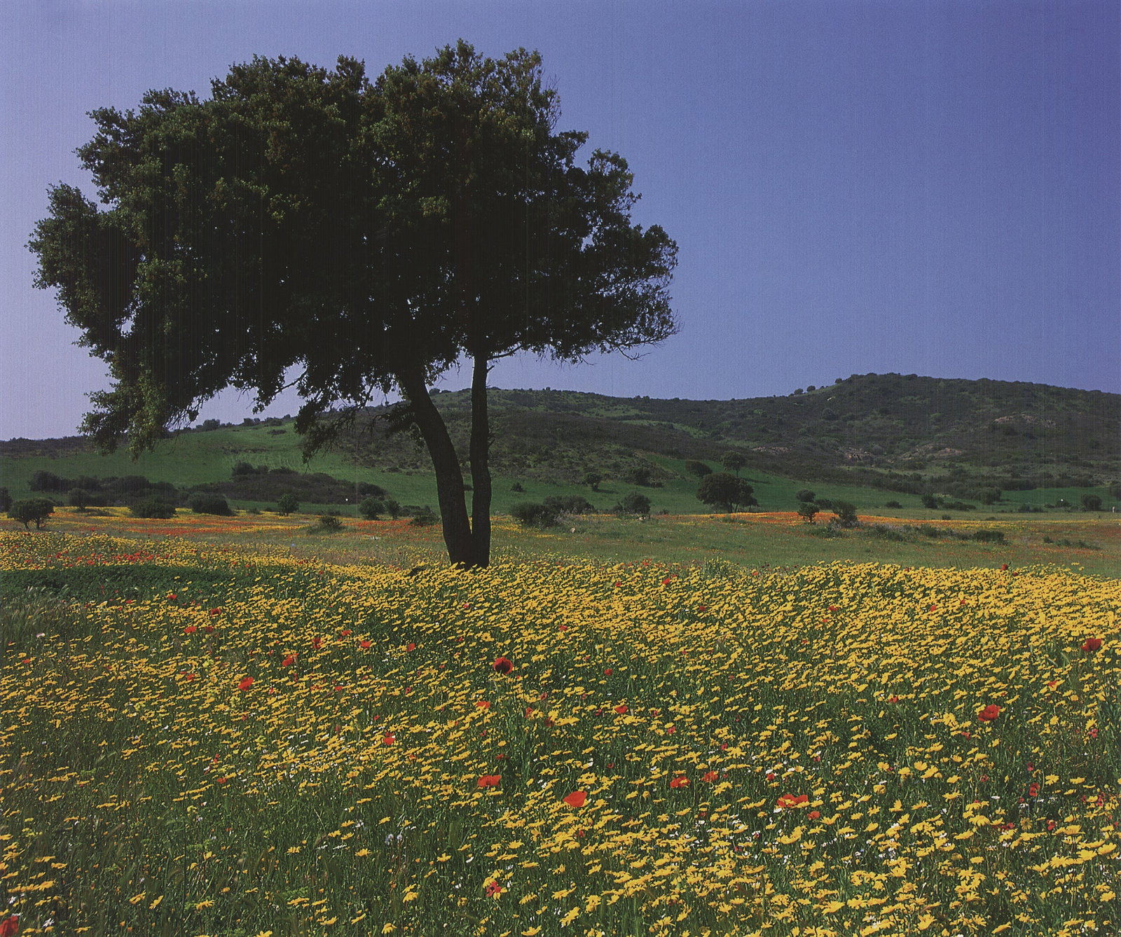 Archiv Kiedrowski - Tuscany, Italy - 2009 Offset Lithograph 17 x 17.75"" - 2