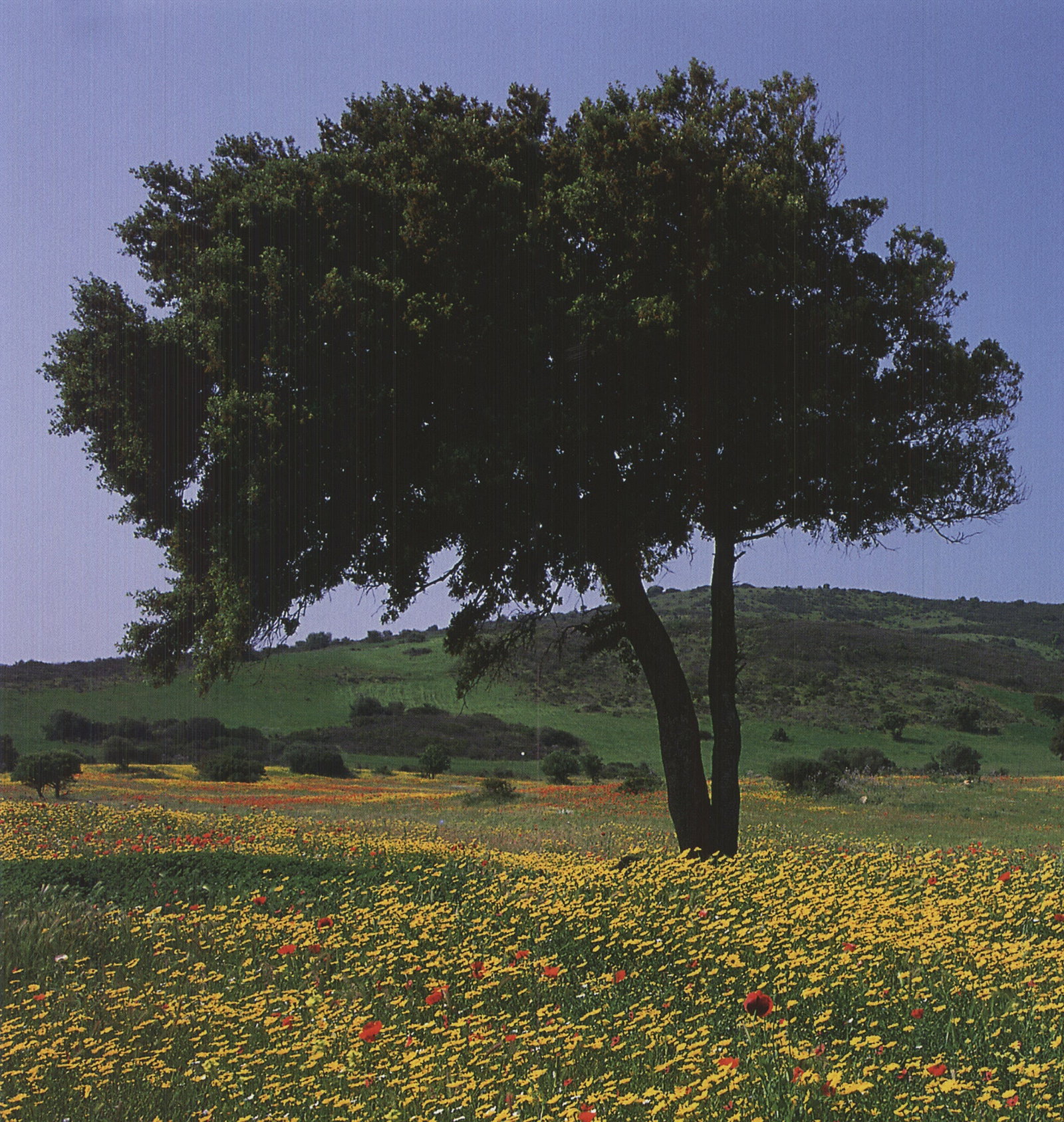 Archiv Kiedrowski - Tuscany, Italy - 2009 Offset Lithograph 17 x 17.75"" - 3
