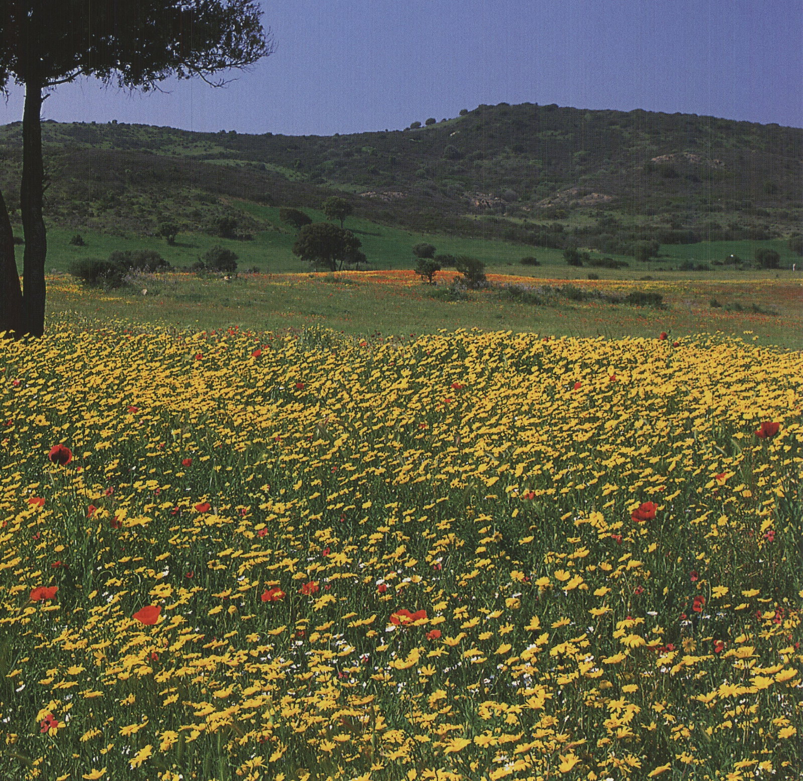Archiv Kiedrowski - Tuscany, Italy - 2009 Offset Lithograph 17 x 17.75"" - 4