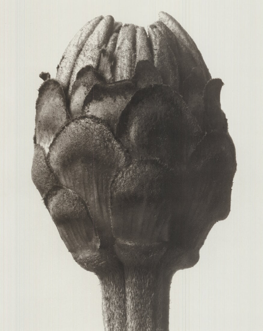 Karl Blossfeldt - Zinnia Elegans - 1998 Offset Lithograph 19.75 x 15.75"" - 2
