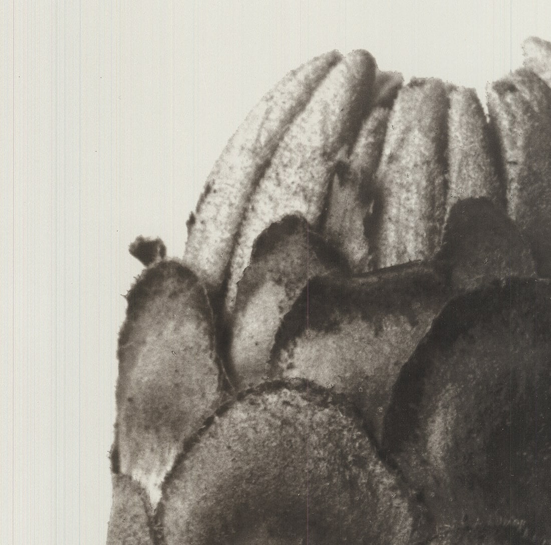 Karl Blossfeldt - Zinnia Elegans - 1998 Offset Lithograph 19.75 x 15.75"" - 3