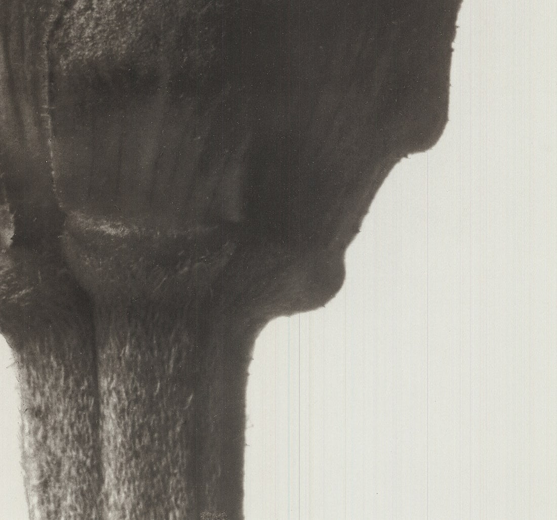 Karl Blossfeldt - Zinnia Elegans - 1998 Offset Lithograph 19.75 x 15.75"" - 4