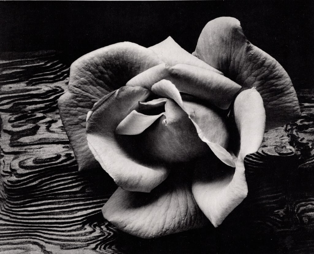 ANSEL ADAMS - Rose and Driftwood (1 of 1)