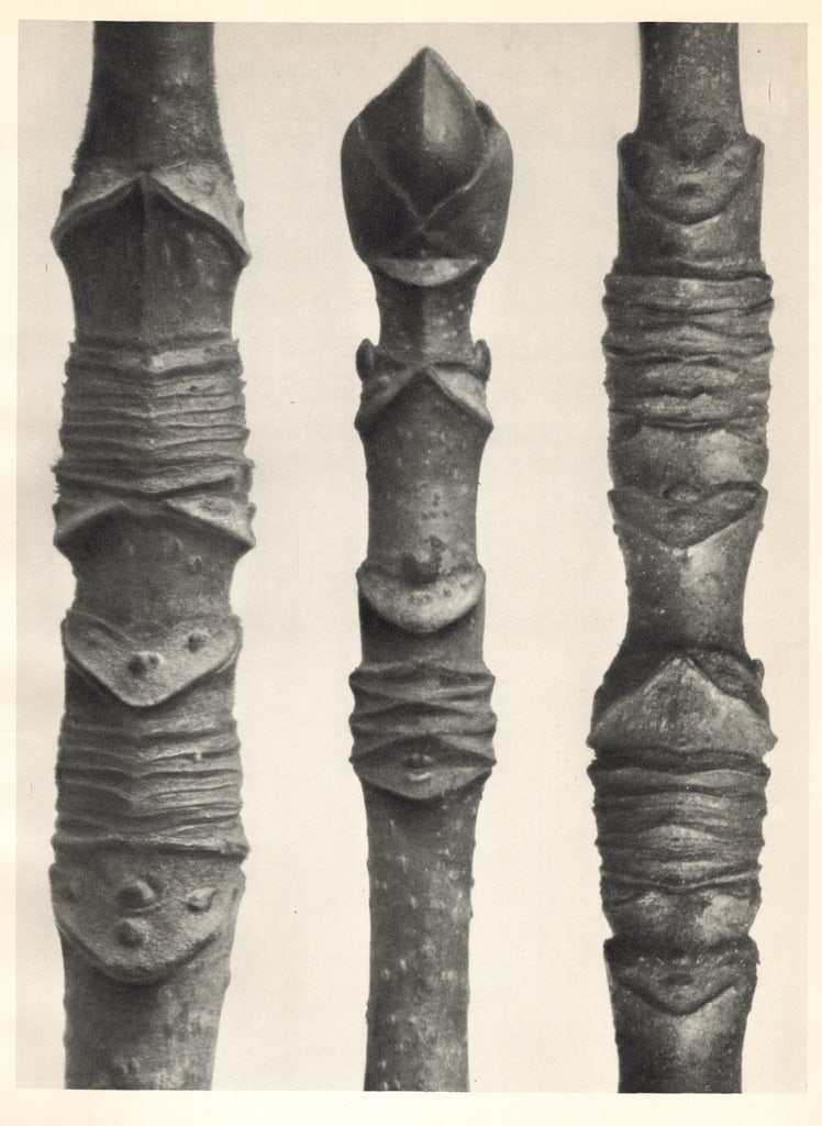 KARL BLOSSFELDT - Acer: Title: KARL BLOSSFELDT - Acer Description: Artist: KARL BLOSSFELDT Print Title: Acer Medium: Sheet-fed Gravure Printing Date: 1930's Printed in Germany Image Size approx: 10.25 x 7.5 inches Karl