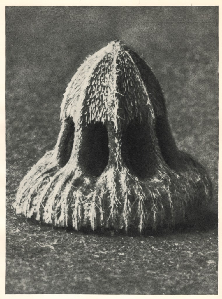 KARL BLOSSFELDT - Callistema brachiatum: Title: KARL BLOSSFELDT - Callistema brachiatum Description: Artist: KARL BLOSSFELDT Print Title: Callistema brachiatum Medium: Sheet-fed Gravure Printing Date: 1930's Printed in Germany Image Size