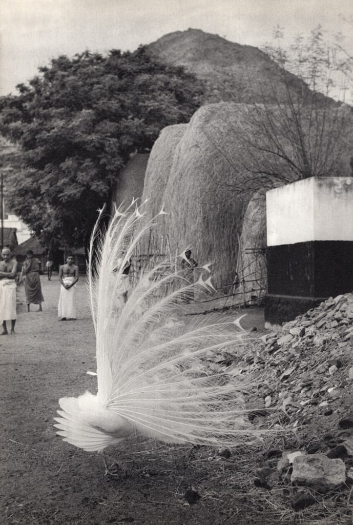 HENRI CARTIER-BRESSON - Sri Ramana Maharshi's Peacock: Title: HENRI CARTIER-BRESSON - Sri Ramana Maharshi's Peacock Description: Artist: HENRI CARTIER-BRESSON Print Title: Sri Ramana Maharshi's Favorite Peacock Medium: Sheet-fed Gravure Printing Date: