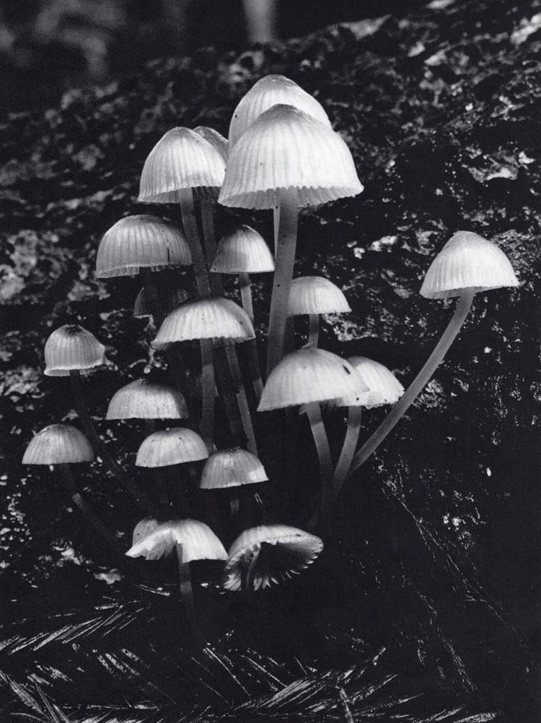 ROBERT CIHAK - Mushrooms: Title: ROBERT CIHAK - Mushrooms Description: Artist: ROBERT CIHAK Print Title: Mushrooms Medium: Sheet-Fed Gravure Printed in 1970's Printed in Switzerland Image size approx. 10 X 7.5 inches Reserve: