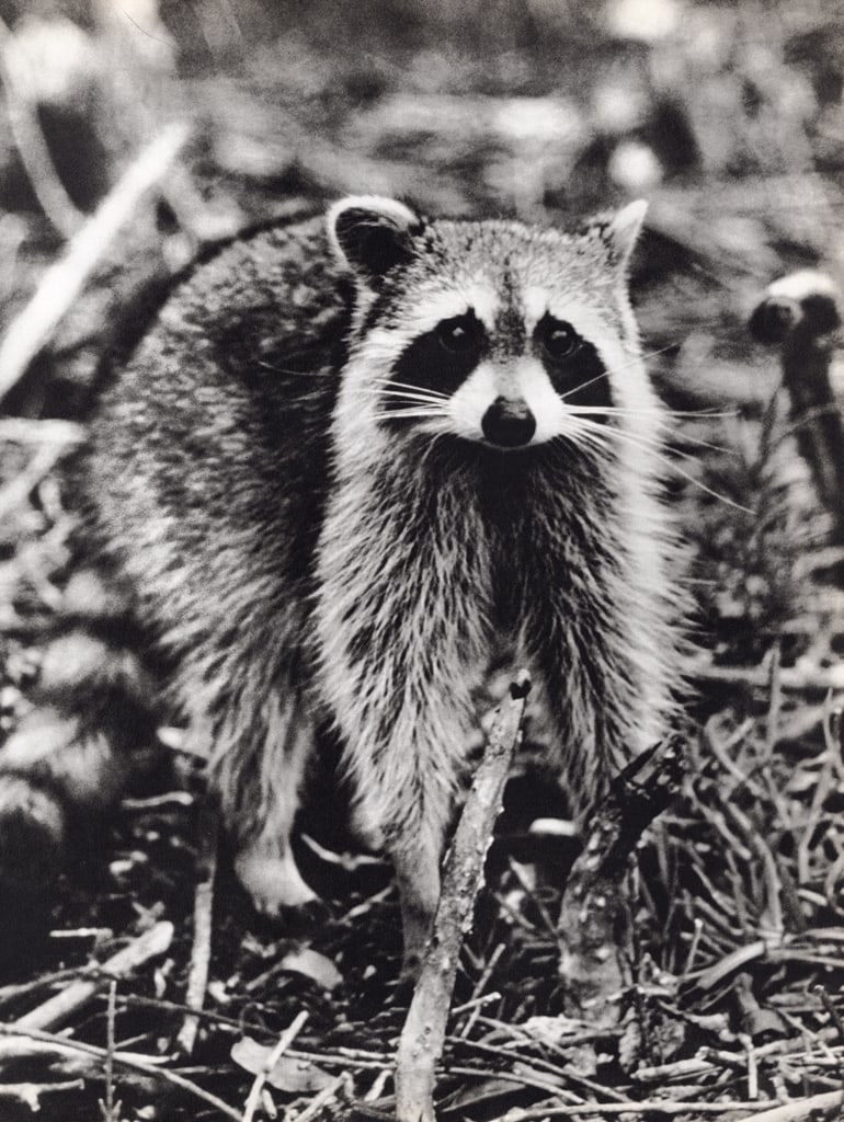 ALFRED EISENSTAEDT - Racoon: Title: ALFRED EISENSTAEDT - Racoon Description: Artist: ALFRED EISENSTAEDT Print Title: Racoon Medium: Sheet-fed Gravure Printing Date: 1960's Printed in Switzerland Image Size approx: 12 x 9 inches