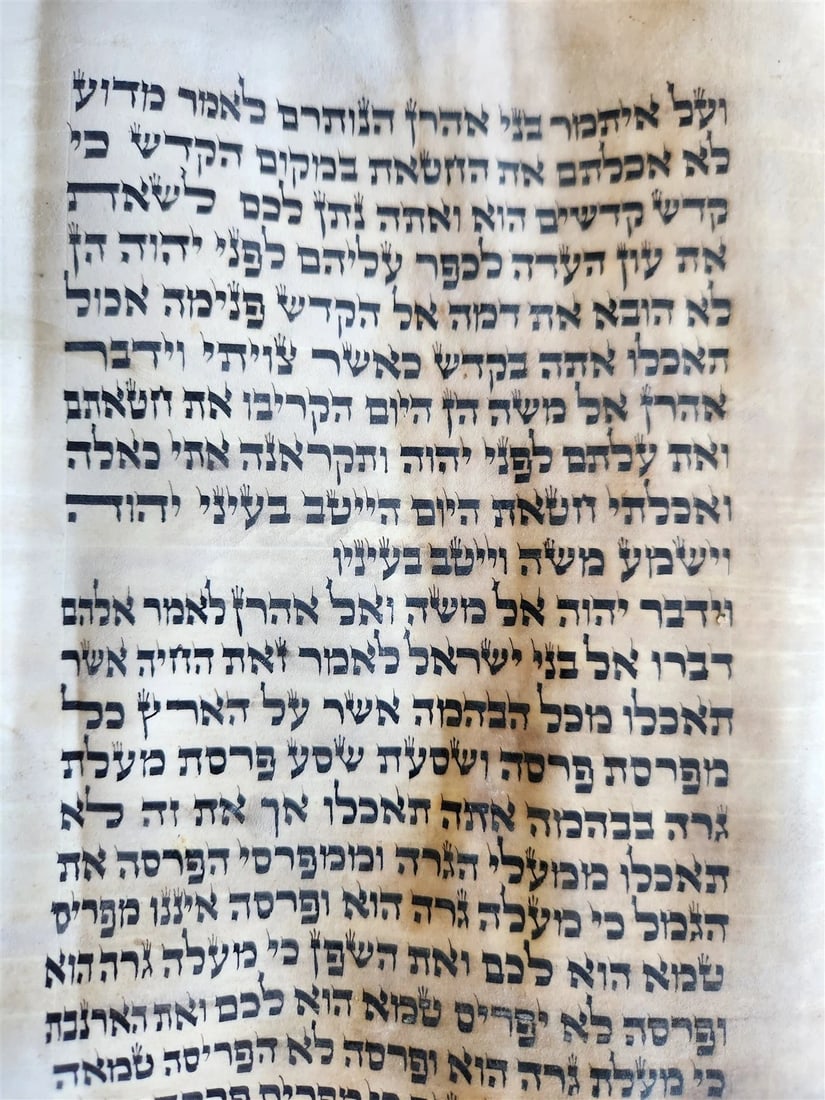 TORAH SCROLL FRAGMENT MANUSCRIPT on VELLUM 19th century ANTIQUE LEVITICUS 9:3 - 2