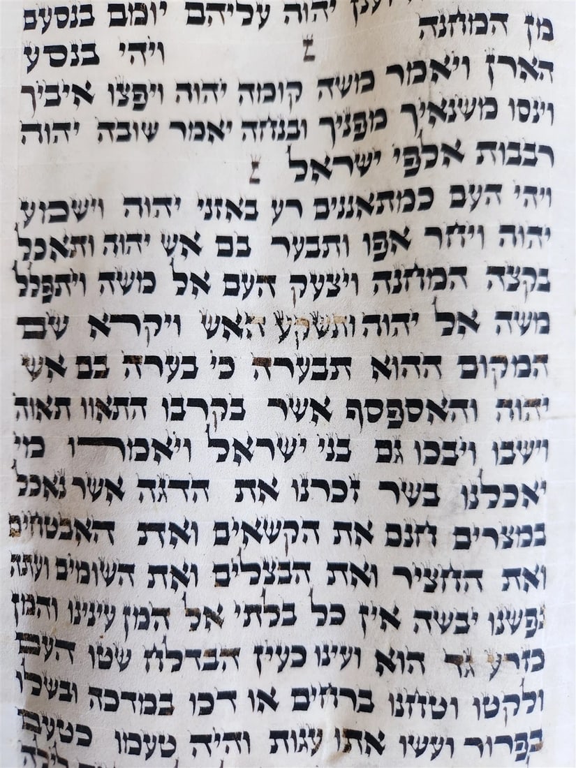 TORAH SCROLL FRAGMENT MANUSCRIPT on VELLUM 19th century ANTIQUE Book of NUMBERS - 2