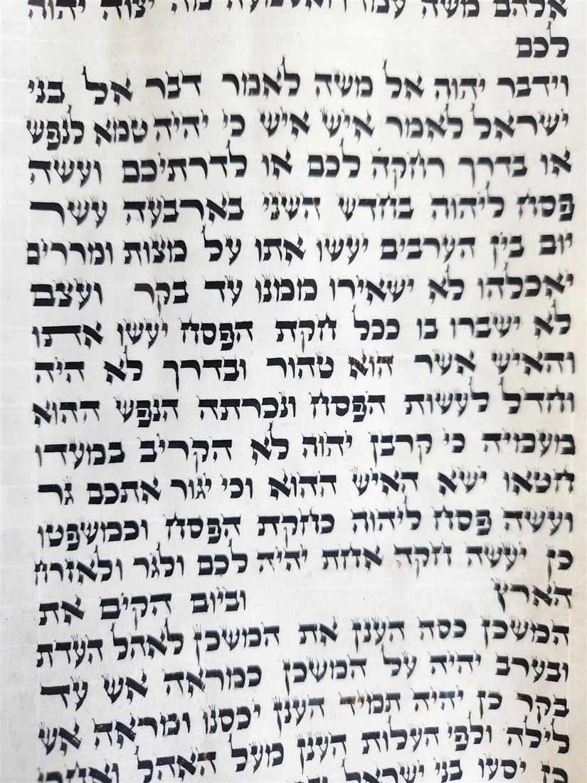 TORAH SCROLL FRAGMENT MANUSCRIPT on VELLUM 19th century ANTIQUE Book of NUMBERS - 4