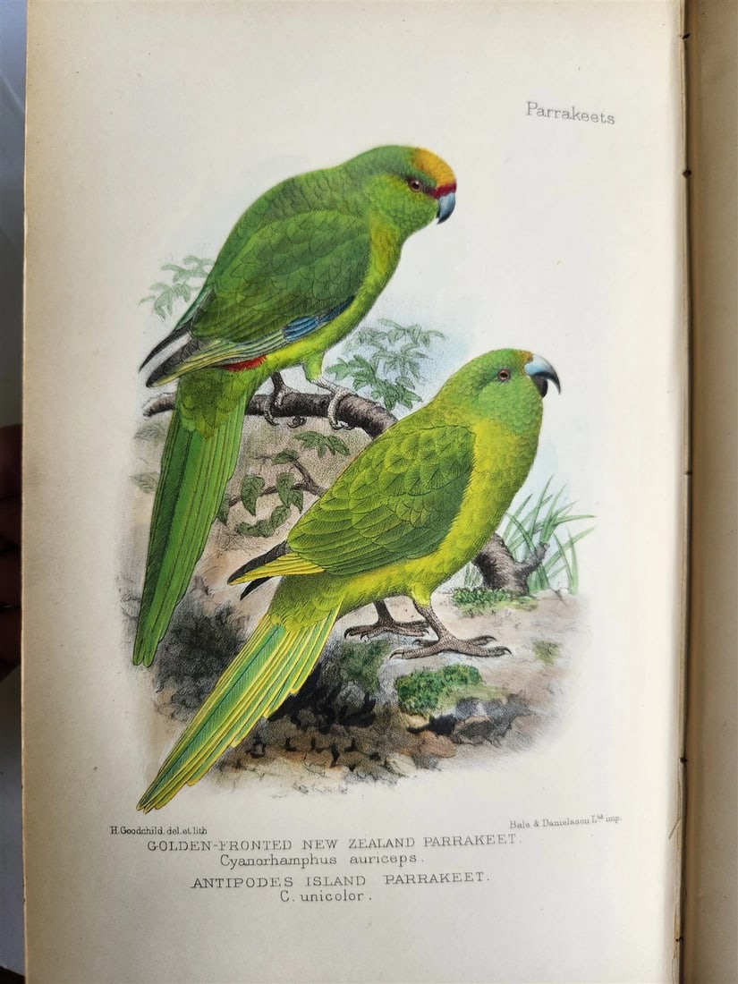 1903 PARRAKEETS Handbook to the Imported Species ANTIQUE ILLUSTRATED parrots - 10