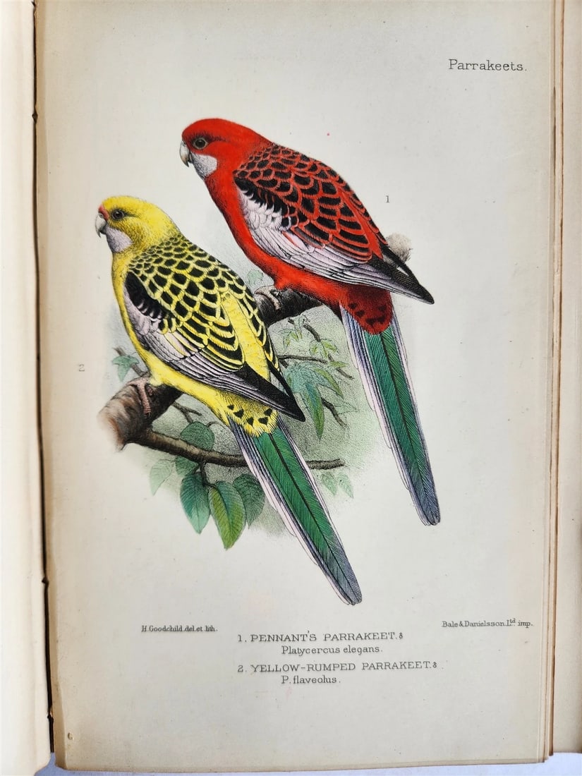 1903 PARRAKEETS Handbook to the Imported Species ANTIQUE ILLUSTRATED parrots - 16