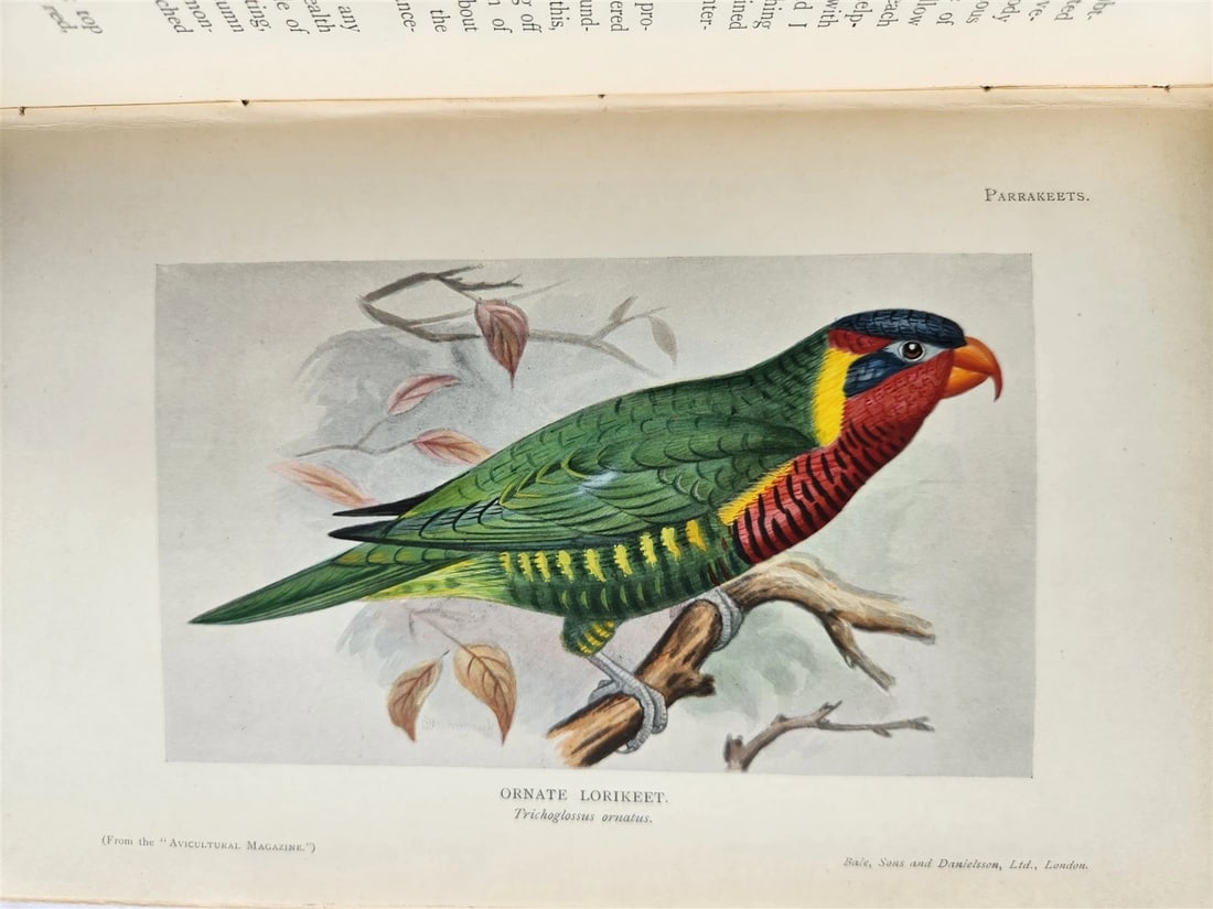 1903 PARRAKEETS Handbook to the Imported Species ANTIQUE ILLUSTRATED parrots - 6