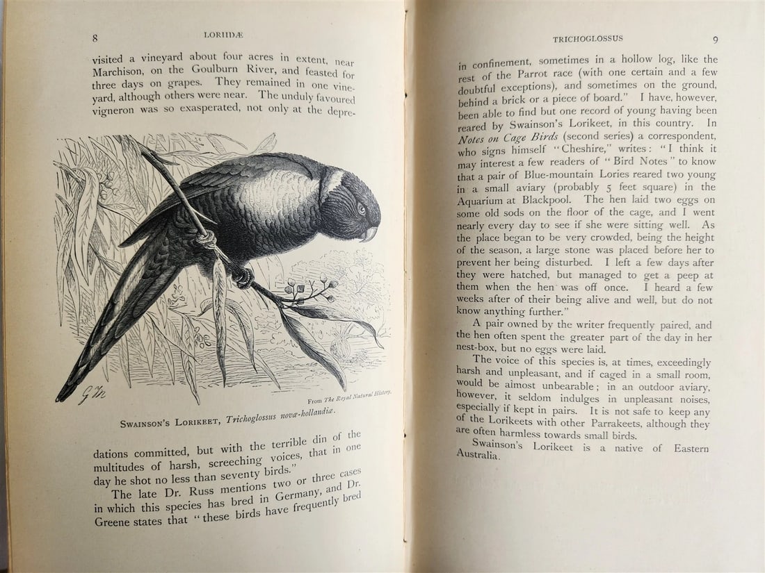 1903 PARRAKEETS Handbook to the Imported Species ANTIQUE ILLUSTRATED parrots - 7