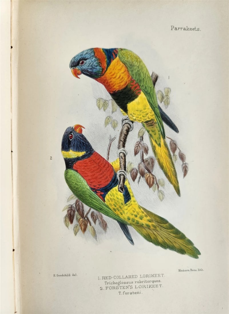1903 PARRAKEETS Handbook to the Imported Species ANTIQUE ILLUSTRATED parrots - 8