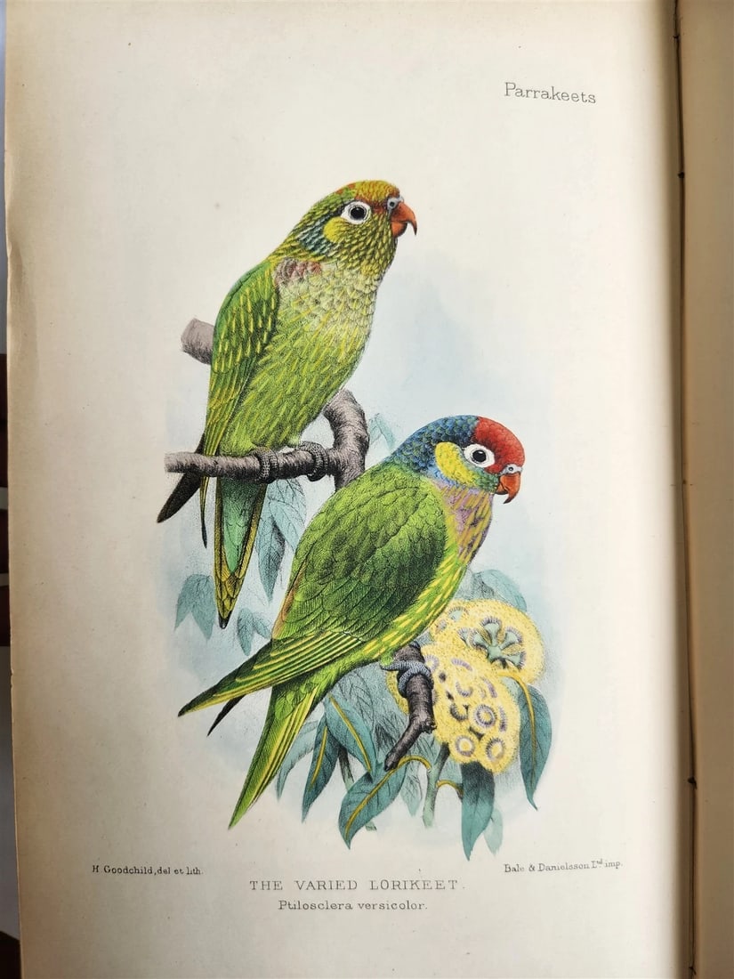 1903 PARRAKEETS Handbook to the Imported Species ANTIQUE ILLUSTRATED parrots - 9