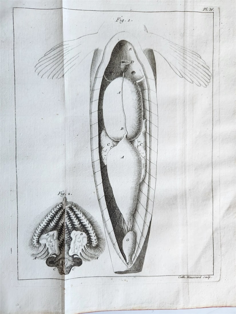 1749 MEDICAL TREATISE ILLUSTRATED ANATOMY by Francois PLANQUE antique V. 2 - 12