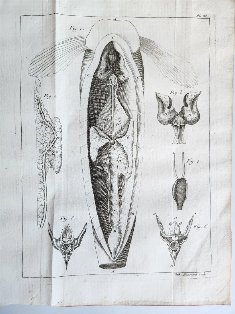 1749 MEDICAL TREATISE ILLUSTRATED ANATOMY by Francois PLANQUE antique V. 2 - 14