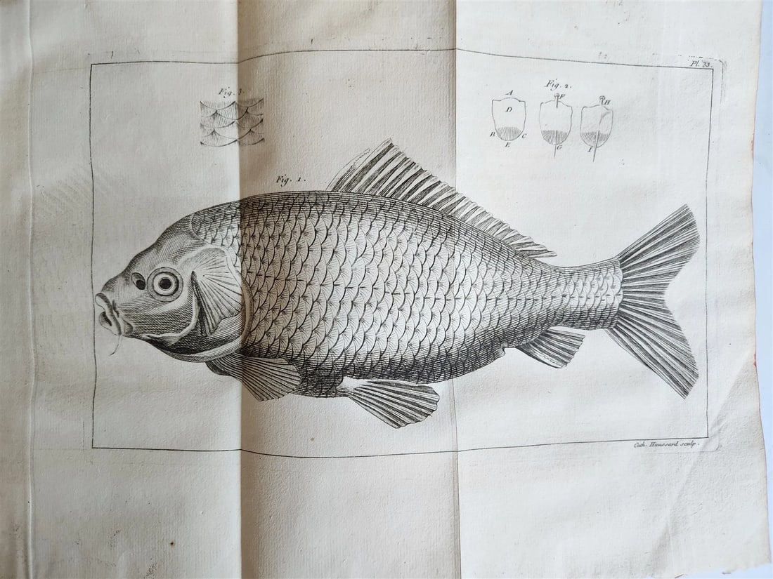 1749 MEDICAL TREATISE ILLUSTRATED ANATOMY by Francois PLANQUE antique V. 2 - 9
