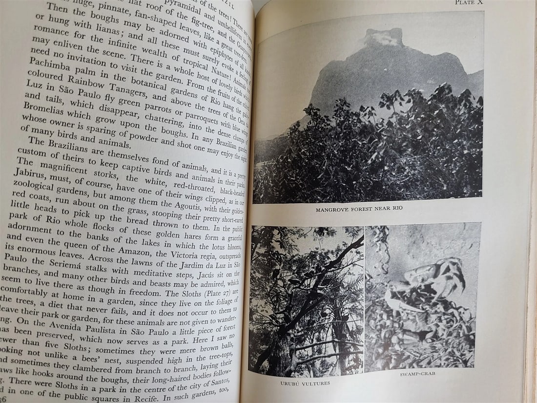 1931 A NATURALIST in BRAZIL by KONRAD GUENTHER vintage ILLUSTRATED - 5