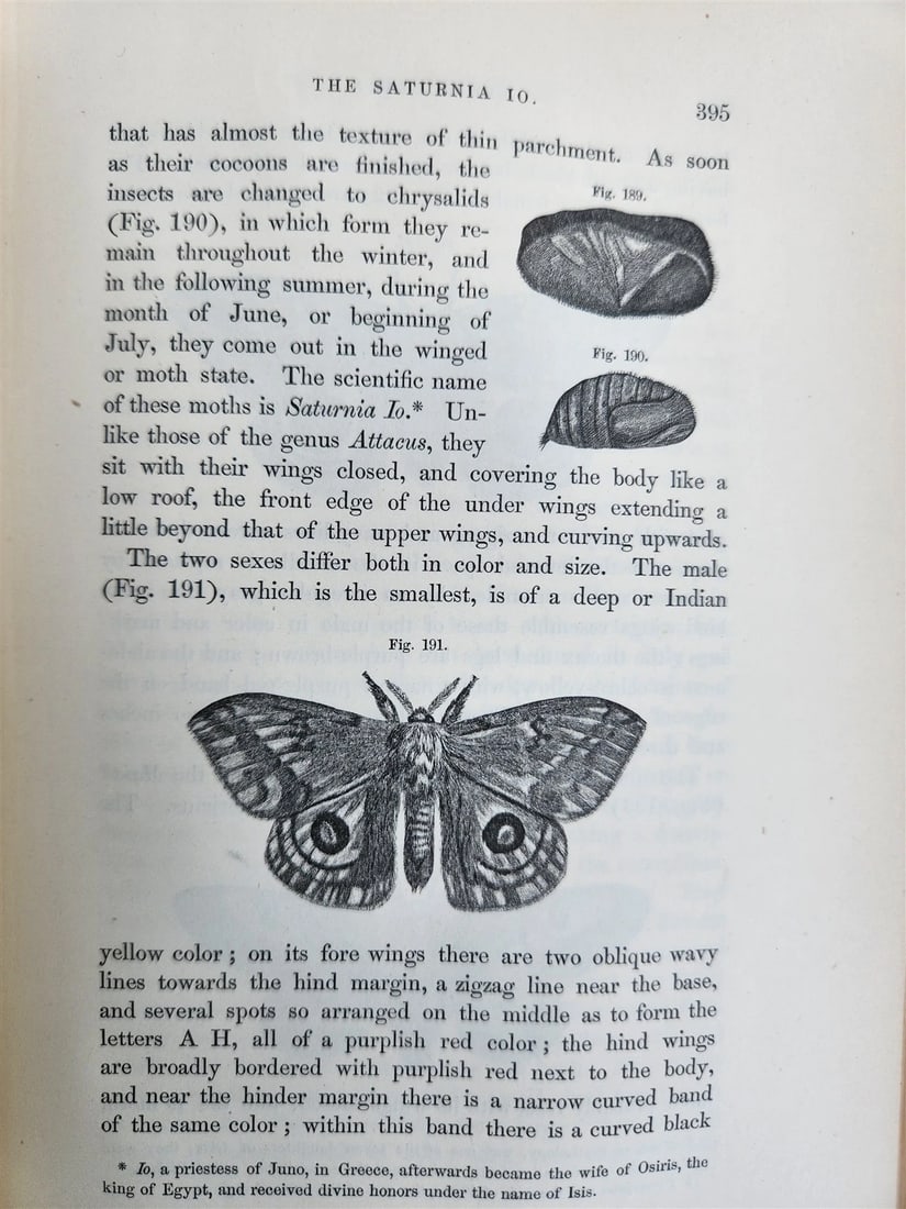 1862 TREATISE on INSECTS INJURIOUS TO VEGETATION antique ILLUSTRATED - 10