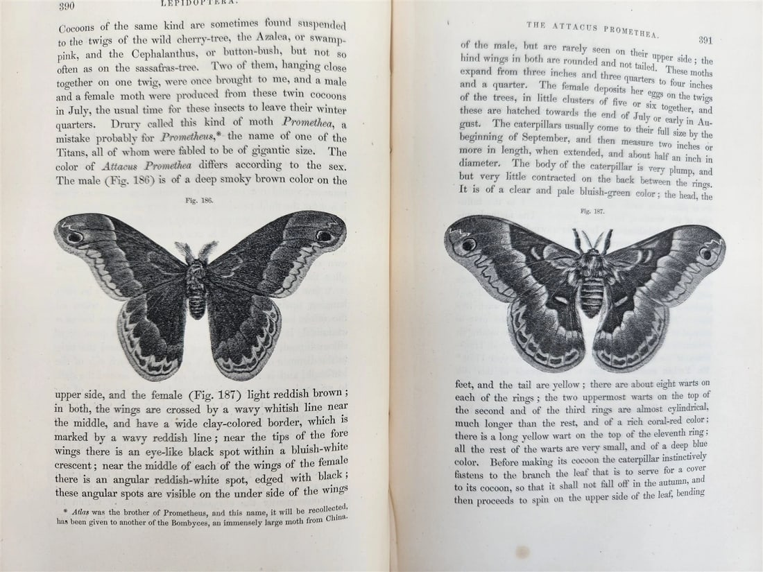 1862 TREATISE on INSECTS INJURIOUS TO VEGETATION antique ILLUSTRATED - 11