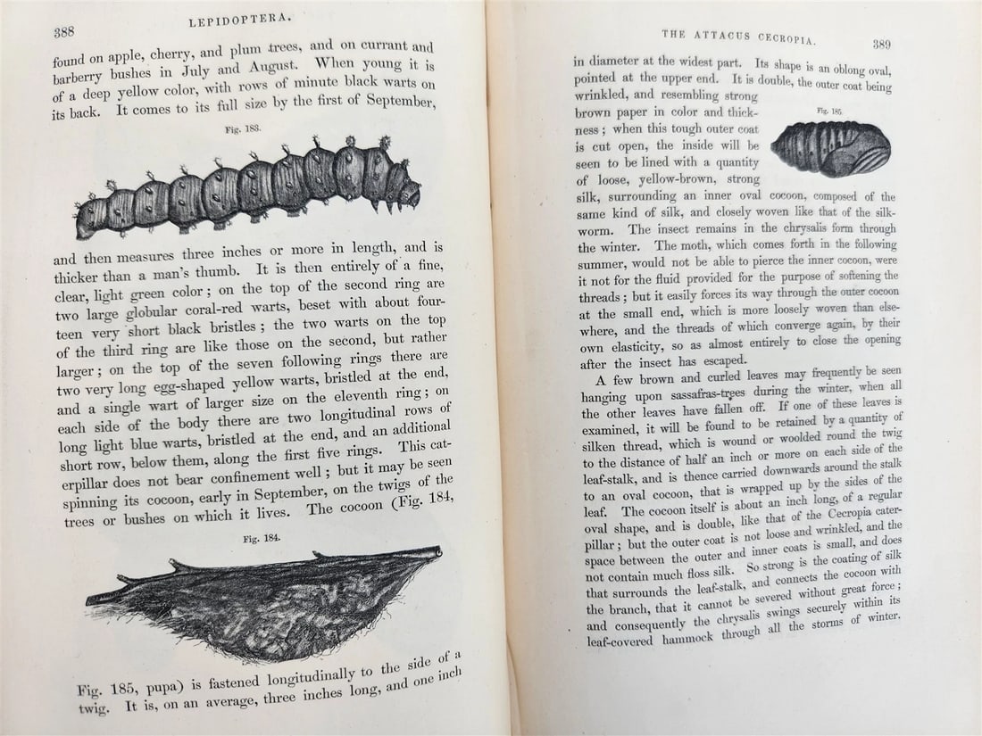 1862 TREATISE on INSECTS INJURIOUS TO VEGETATION antique ILLUSTRATED - 12