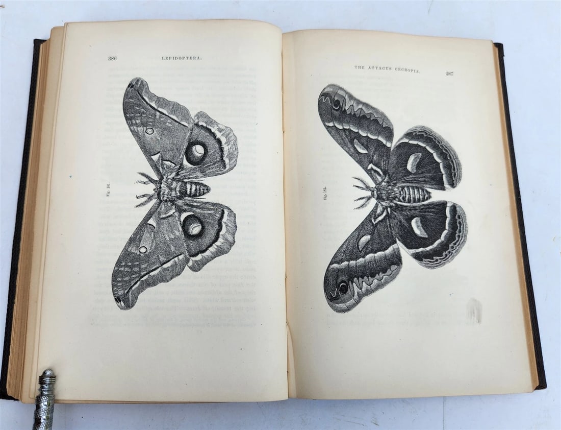 1862 TREATISE on INSECTS INJURIOUS TO VEGETATION antique ILLUSTRATED - 13