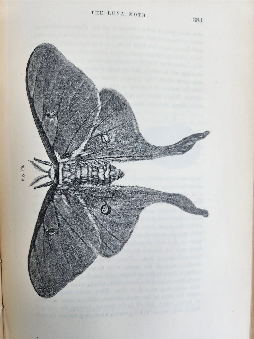 1862 TREATISE on INSECTS INJURIOUS TO VEGETATION antique ILLUSTRATED - 14