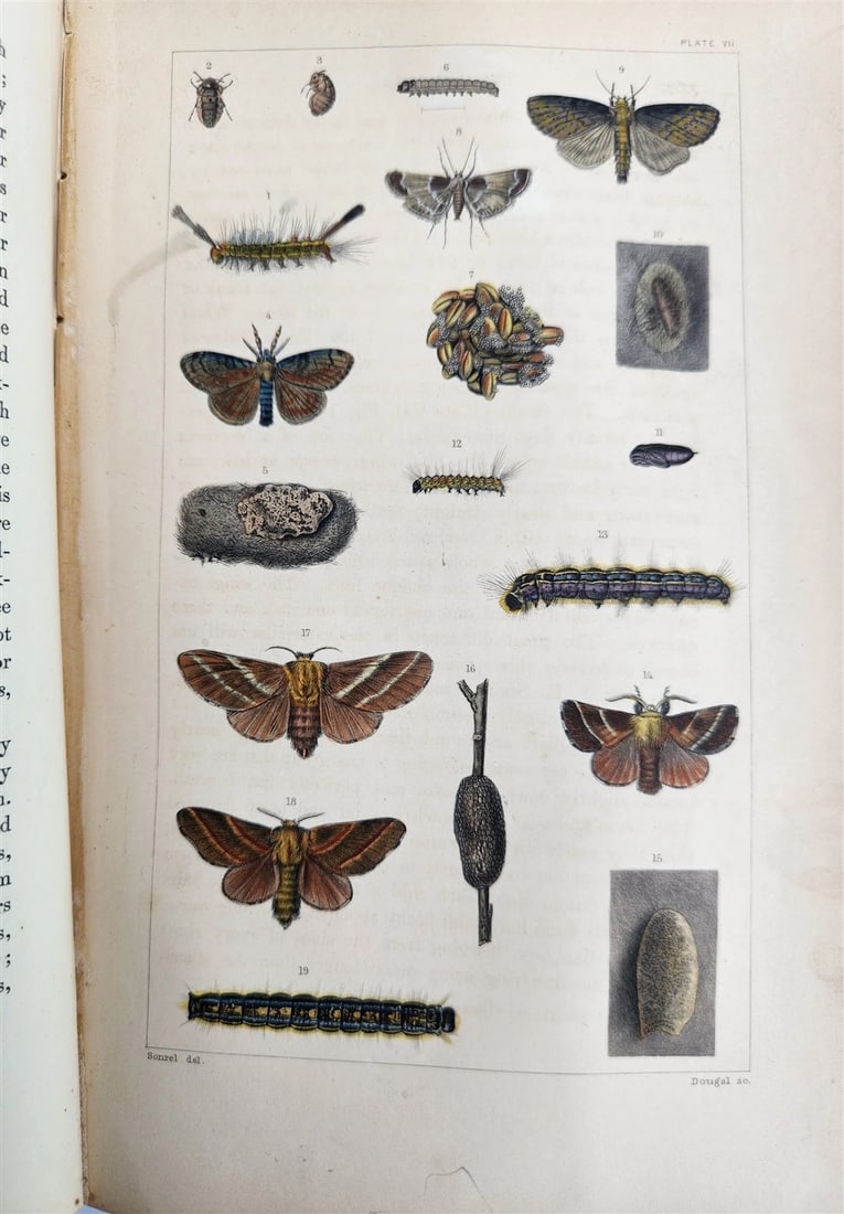 1862 TREATISE on INSECTS INJURIOUS TO VEGETATION antique ILLUSTRATED - 15