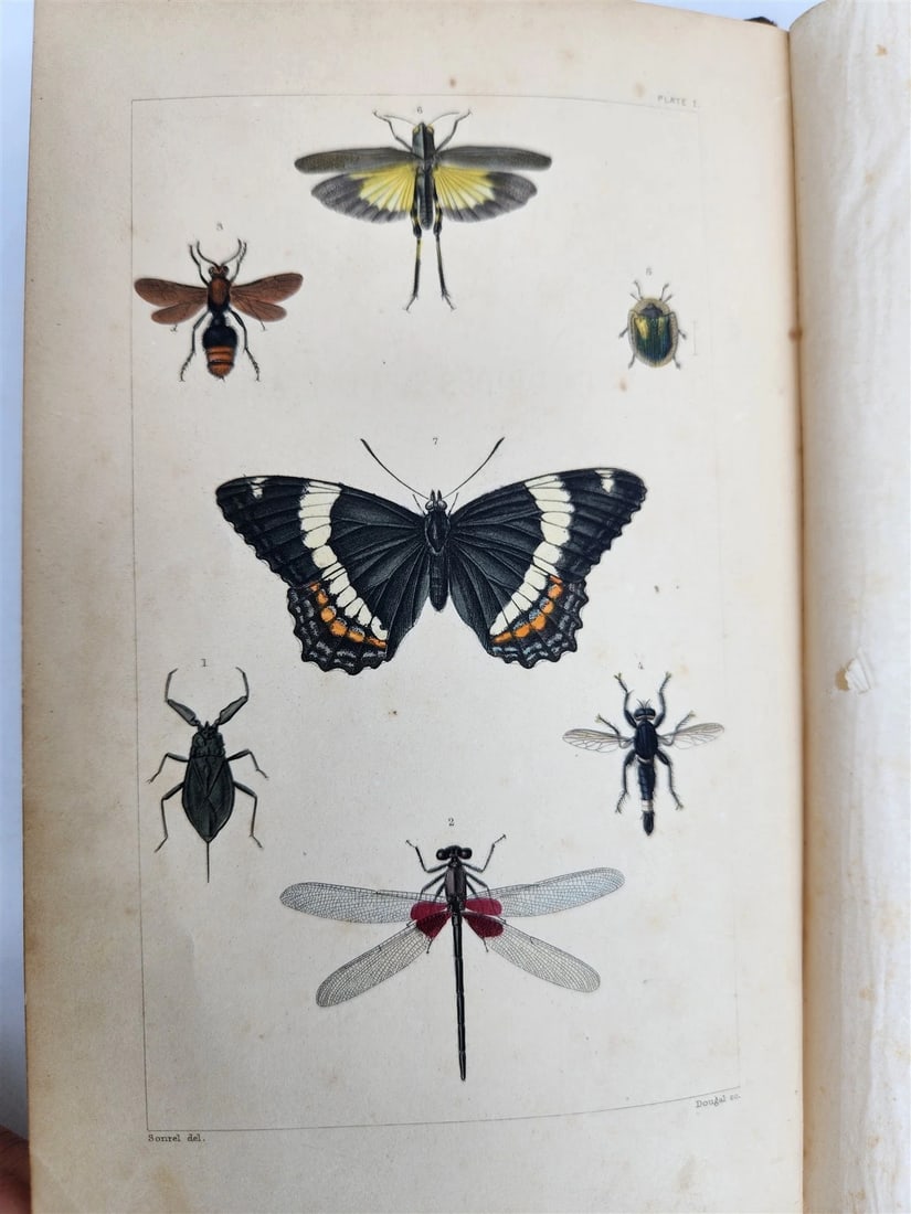 1862 TREATISE on INSECTS INJURIOUS TO VEGETATION antique ILLUSTRATED - 3