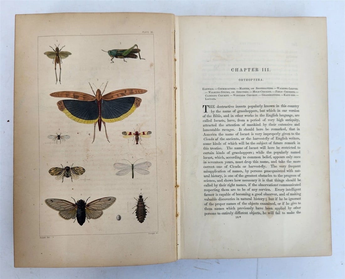 1862 TREATISE on INSECTS INJURIOUS TO VEGETATION antique ILLUSTRATED - 5