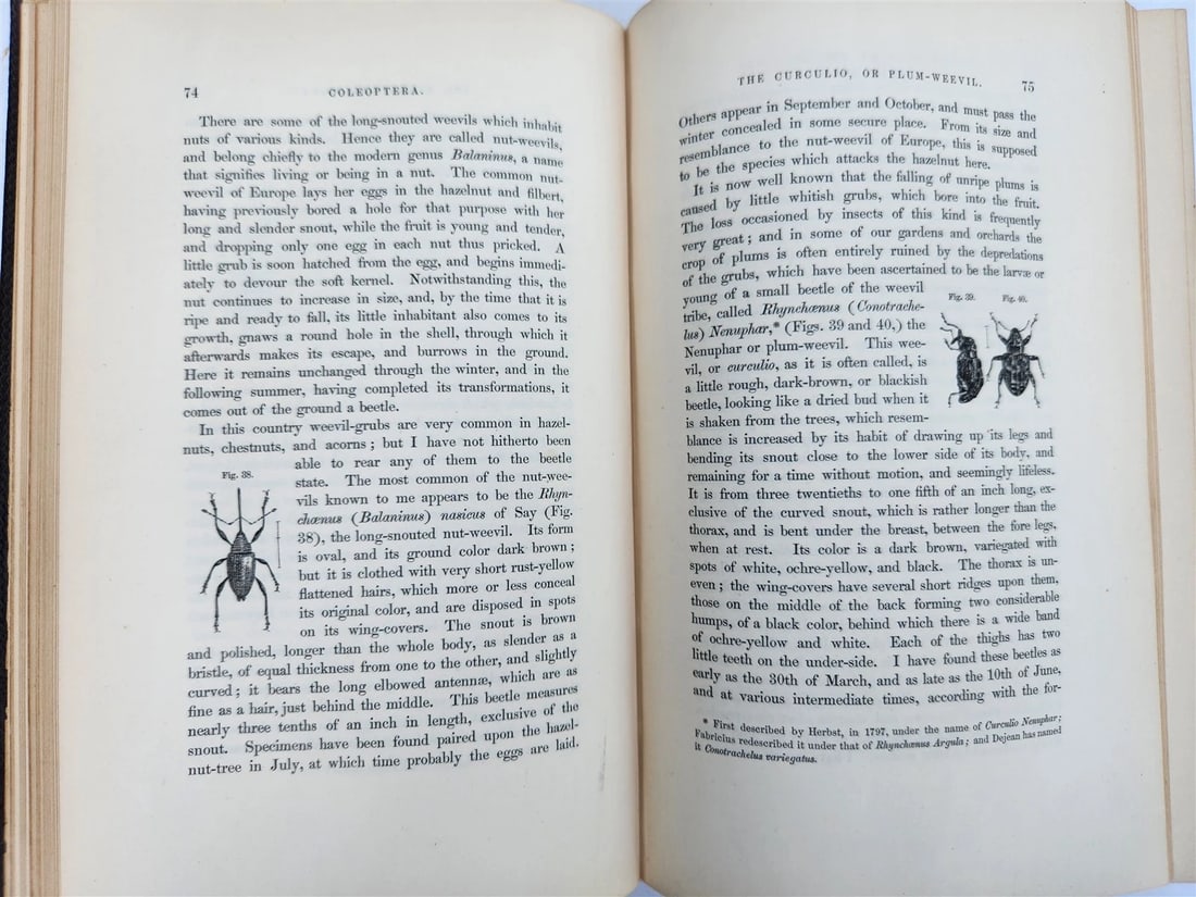 1862 TREATISE on INSECTS INJURIOUS TO VEGETATION antique ILLUSTRATED - 6