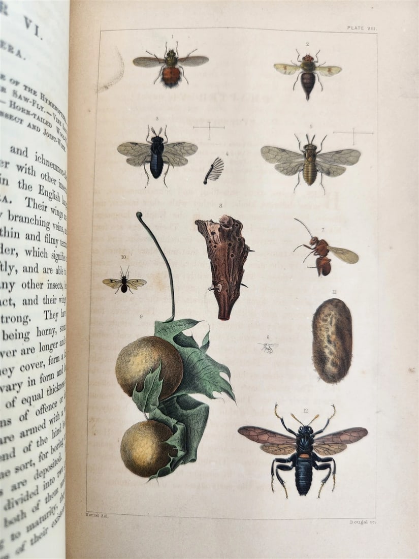 1862 TREATISE on INSECTS INJURIOUS TO VEGETATION antique ILLUSTRATED - 7