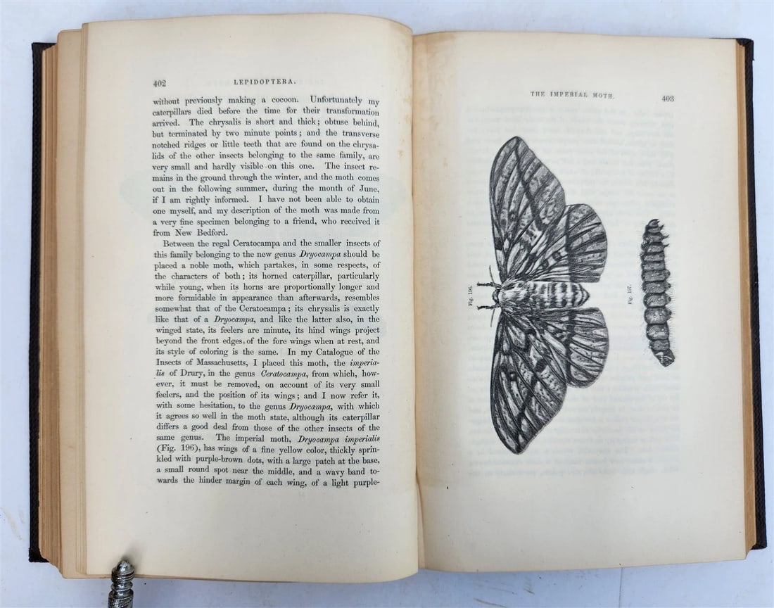 1862 TREATISE on INSECTS INJURIOUS TO VEGETATION antique ILLUSTRATED - 8