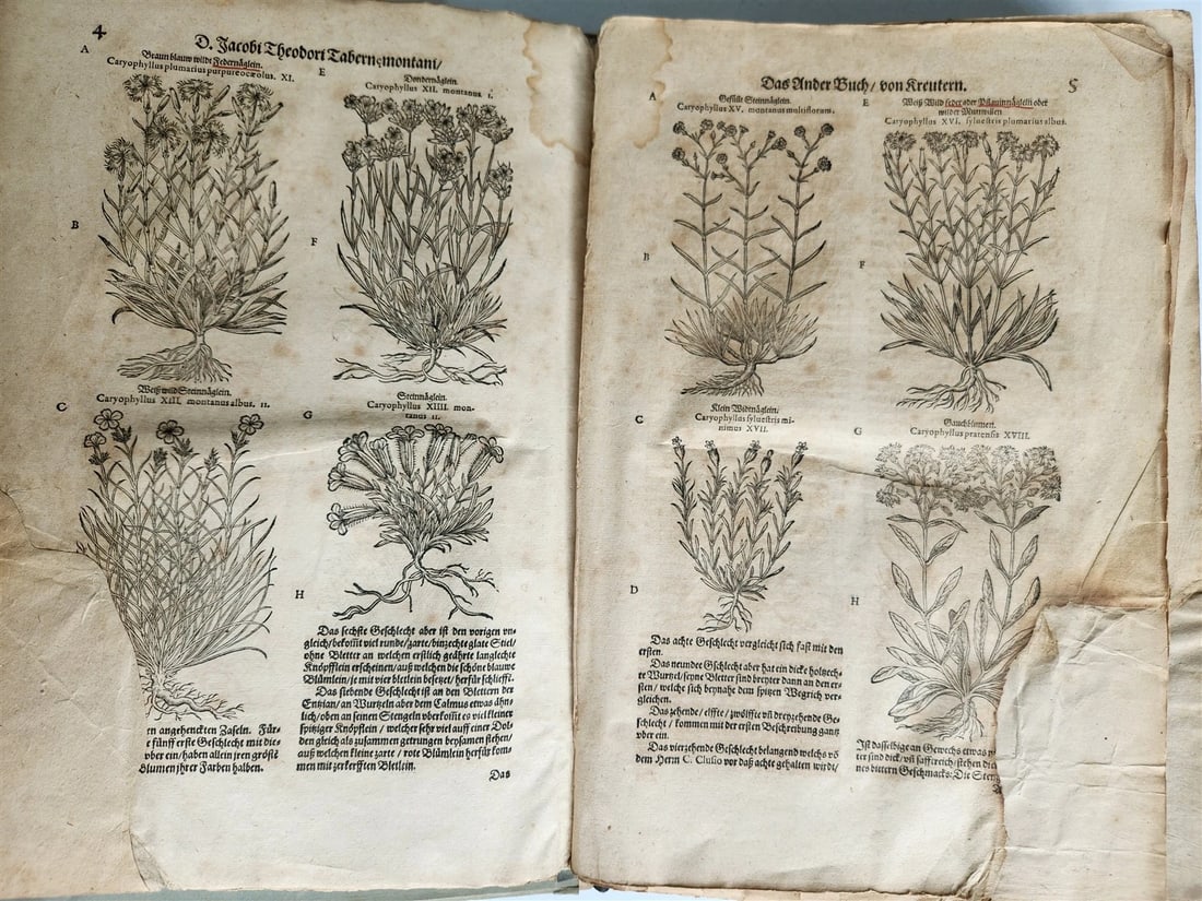 1588 HERBAL BOOK in GERMAN antique ILLUSTRATED Tabernaemontanus - 10