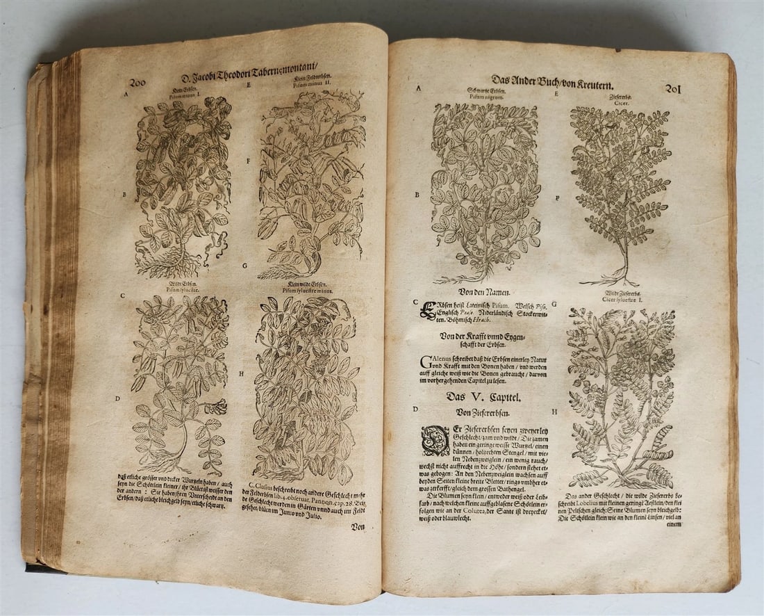 1588 HERBAL BOOK in GERMAN antique ILLUSTRATED Tabernaemontanus - 13