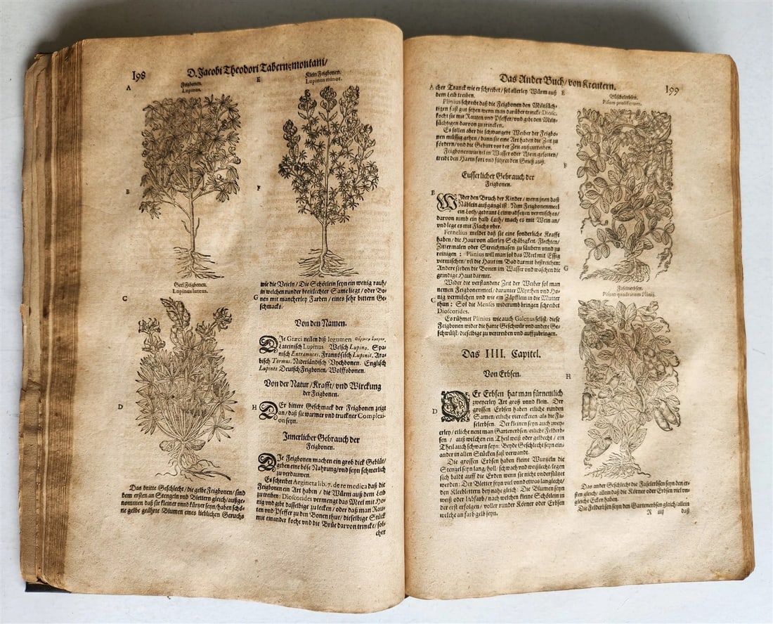 1588 HERBAL BOOK in GERMAN antique ILLUSTRATED Tabernaemontanus - 14