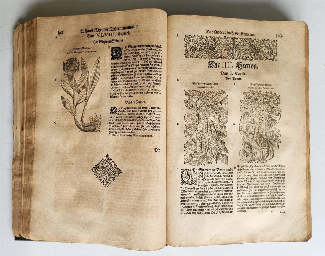 1588 HERBAL BOOK in GERMAN antique ILLUSTRATED Tabernaemontanus - 17