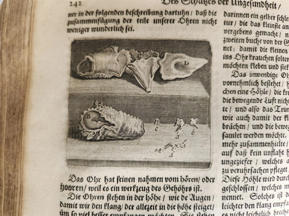 1674 MEDICAL TREATISE by Beverwyck ILLUSTRATED antique VELLUM BOUND FOLIO - 13