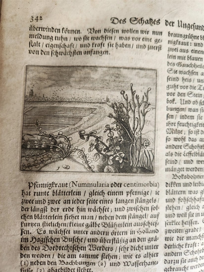 1674 MEDICAL TREATISE by Beverwyck ILLUSTRATED antique VELLUM BOUND FOLIO - 14