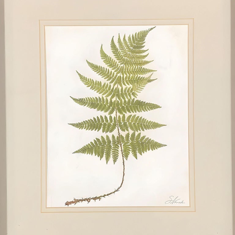Victorian 1885 English Chromolithograph Fern Pair, Framed - 2