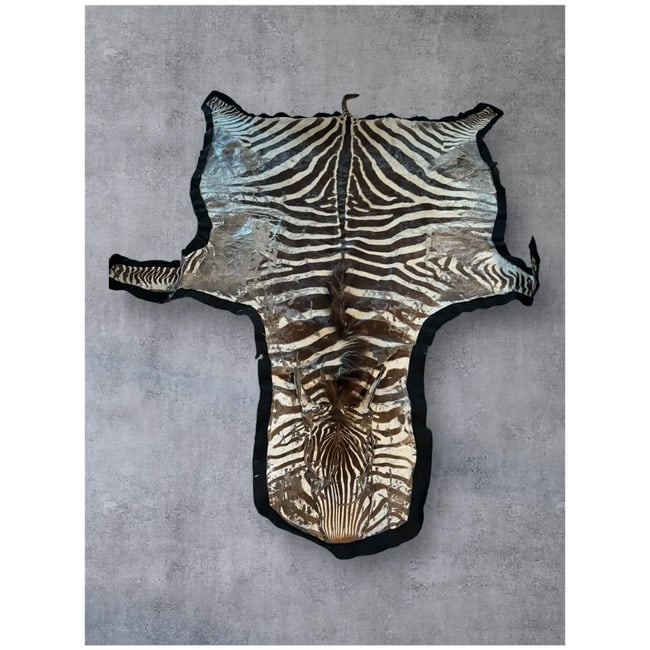 Huge 109x81" Authentic ZEBRA Hide as rug Vintage Africa - 2