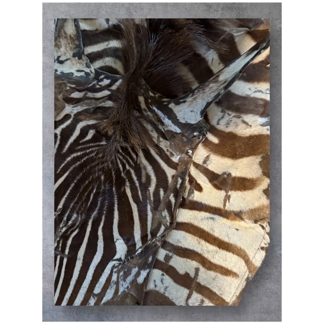 Huge 109x81" Authentic ZEBRA Hide as rug Vintage Africa - 3