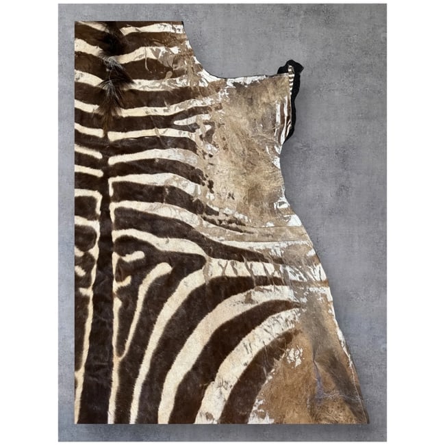 Huge 109x81" Authentic ZEBRA Hide as rug Vintage Africa - 5