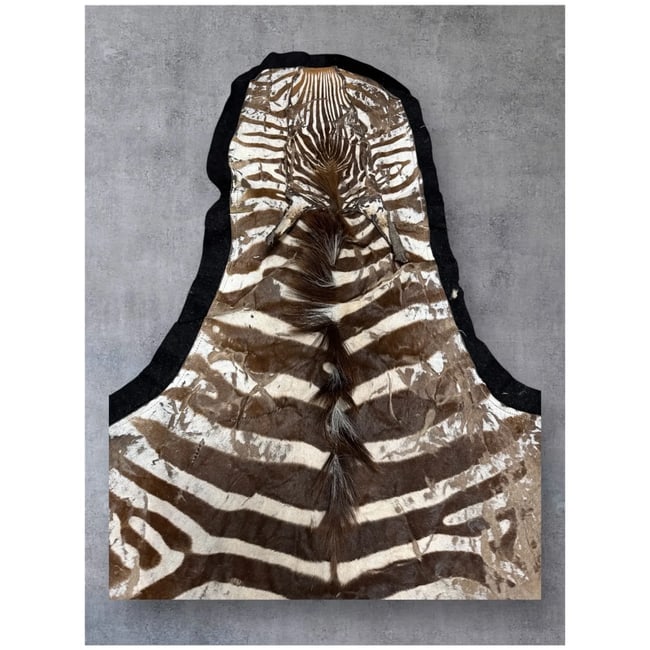 Huge 109x81" Authentic ZEBRA Hide as rug Vintage Africa - 6